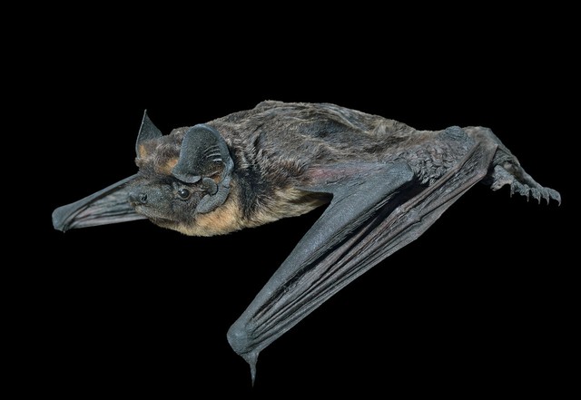 亚马逊森林有瘴气吗,亚马逊雨林失去地球之肺