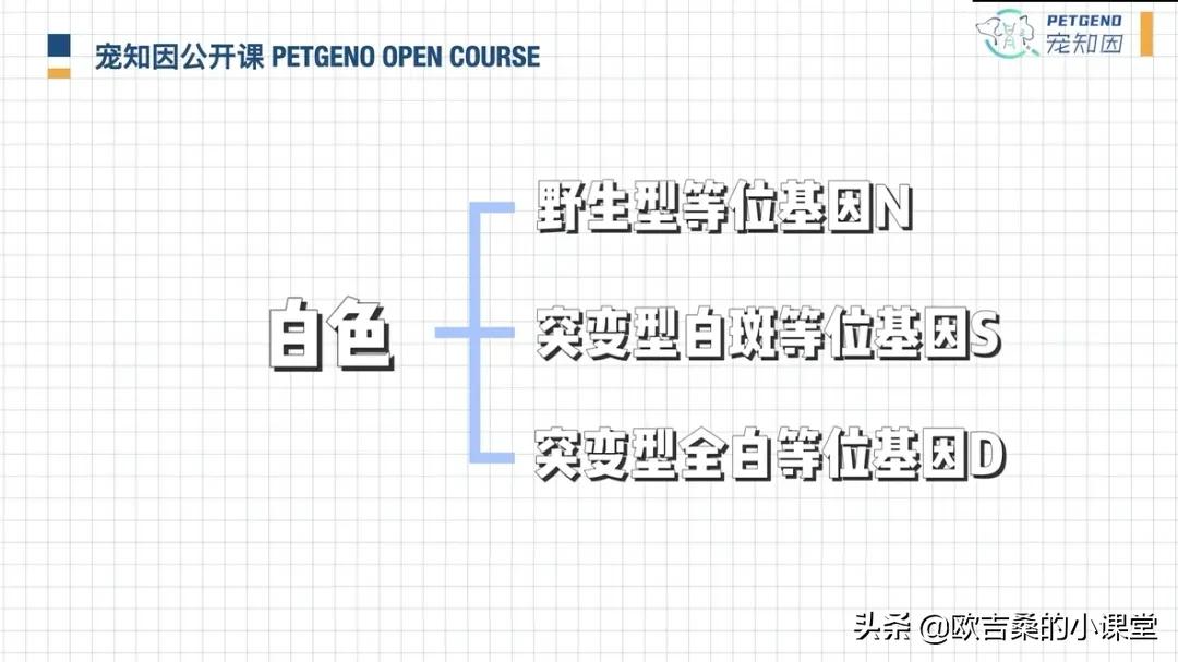 白斑基因可控吗,白斑基因优势