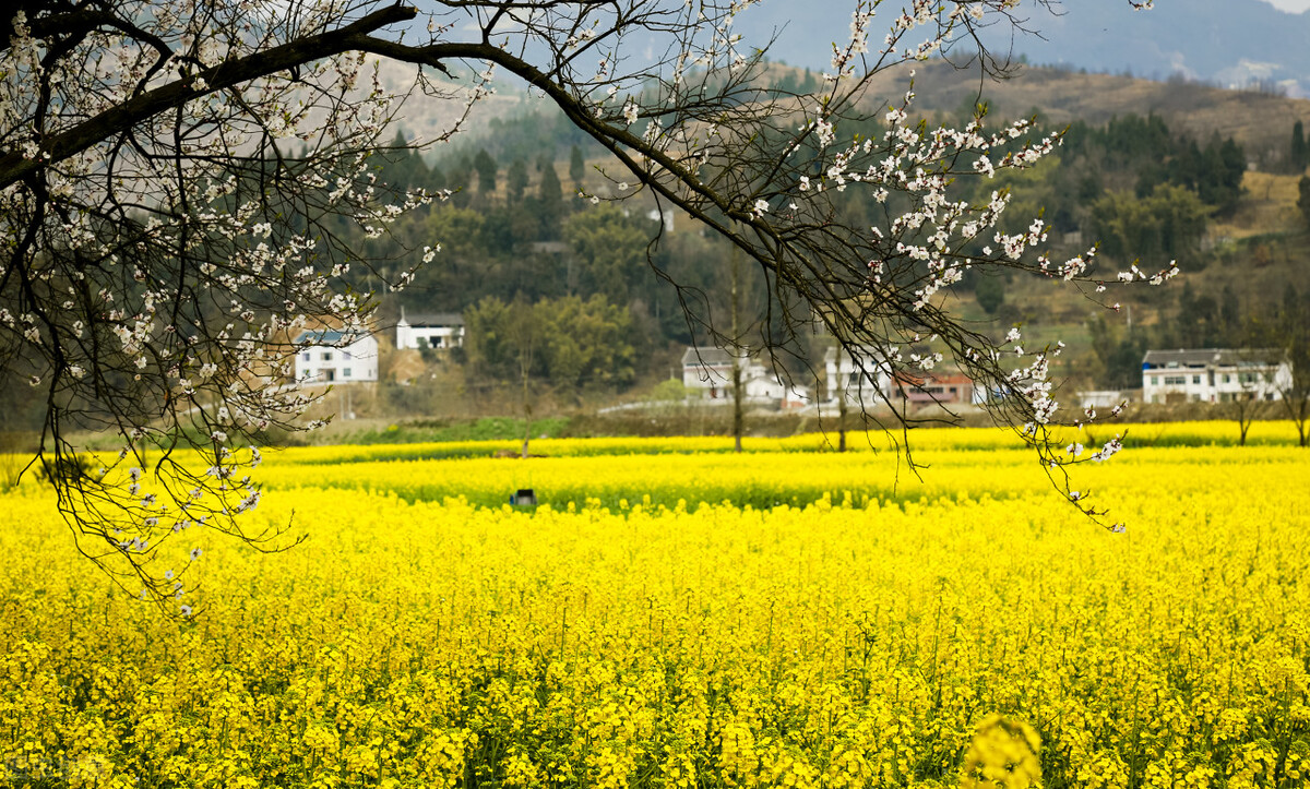 一篇原创文章阅读量30万收益2000,一篇文章2万阅读量收益多少