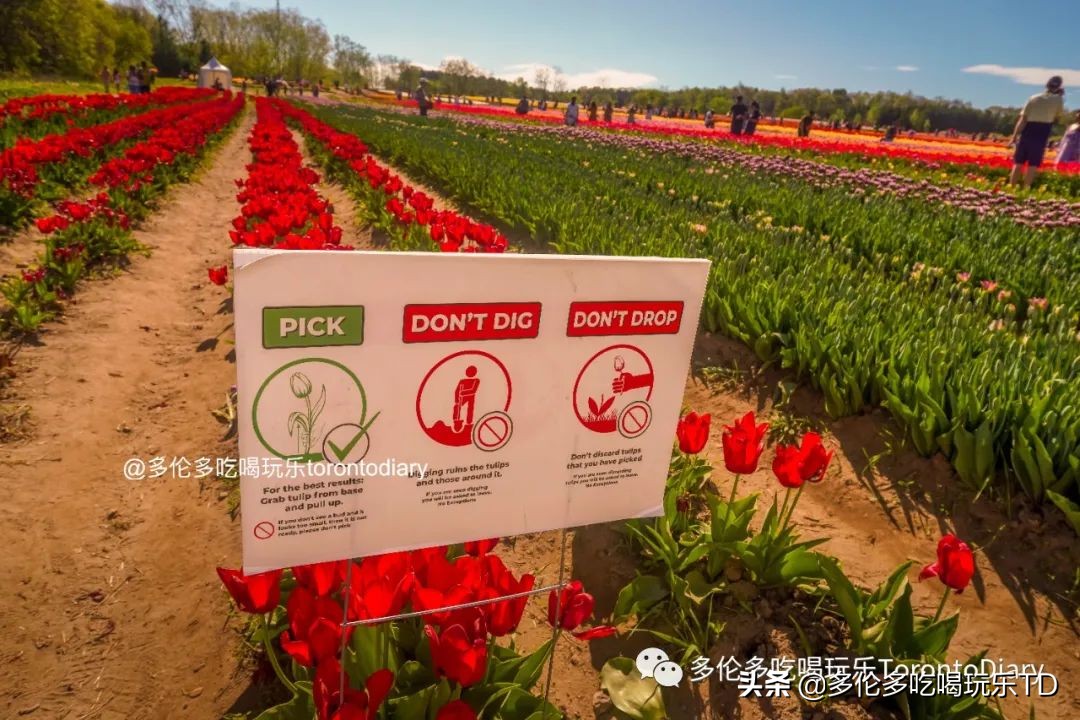 邂逅五彩斑斓的油菜花田,郁金香花田旅游攻略