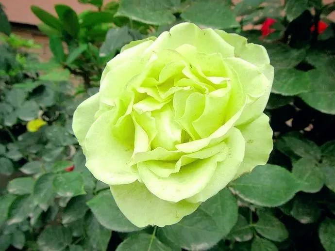 我爱月季花歌曲,我爱月季花300字