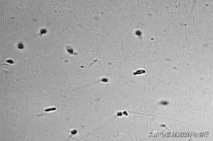 纯净水能除氯吗,精子稀释液可以用生理盐水吗