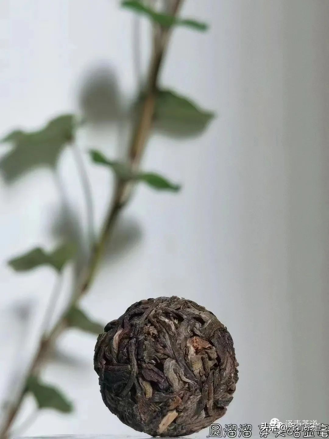 伏天喝什么养生茶最好喝,泡好一杯茶安享三伏天