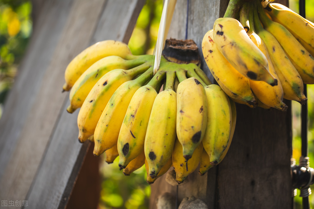 烂香蕉别扔了越烂越值钱,烂香蕉的妙用方法