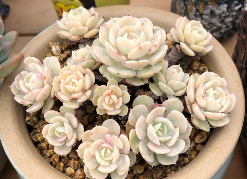 高颜值又皮实好养的多肉,天生好皮囊