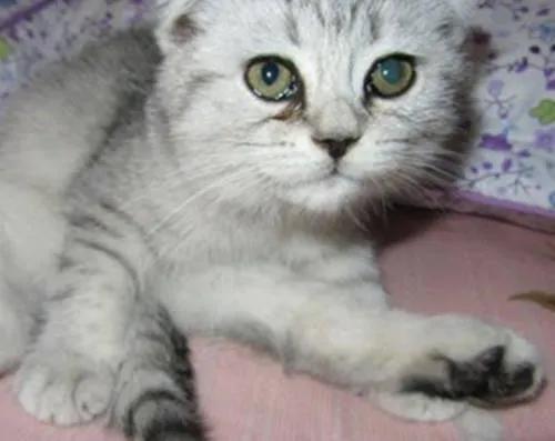 猫咪眼屎有什么办法解决,猫咪眼屎每天都有是正常的吗