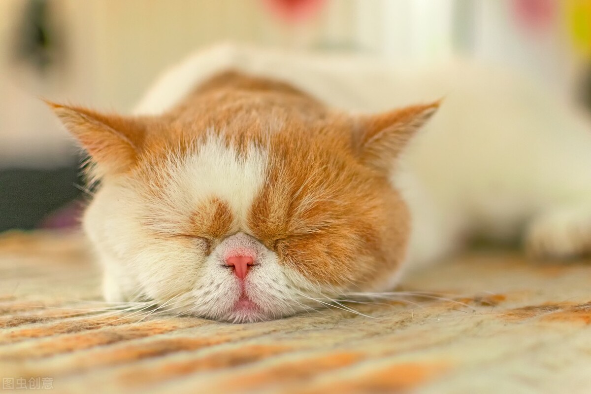 猫咪屁屁肿拉稀还有血,猫咪拉稀拉血怎么回事