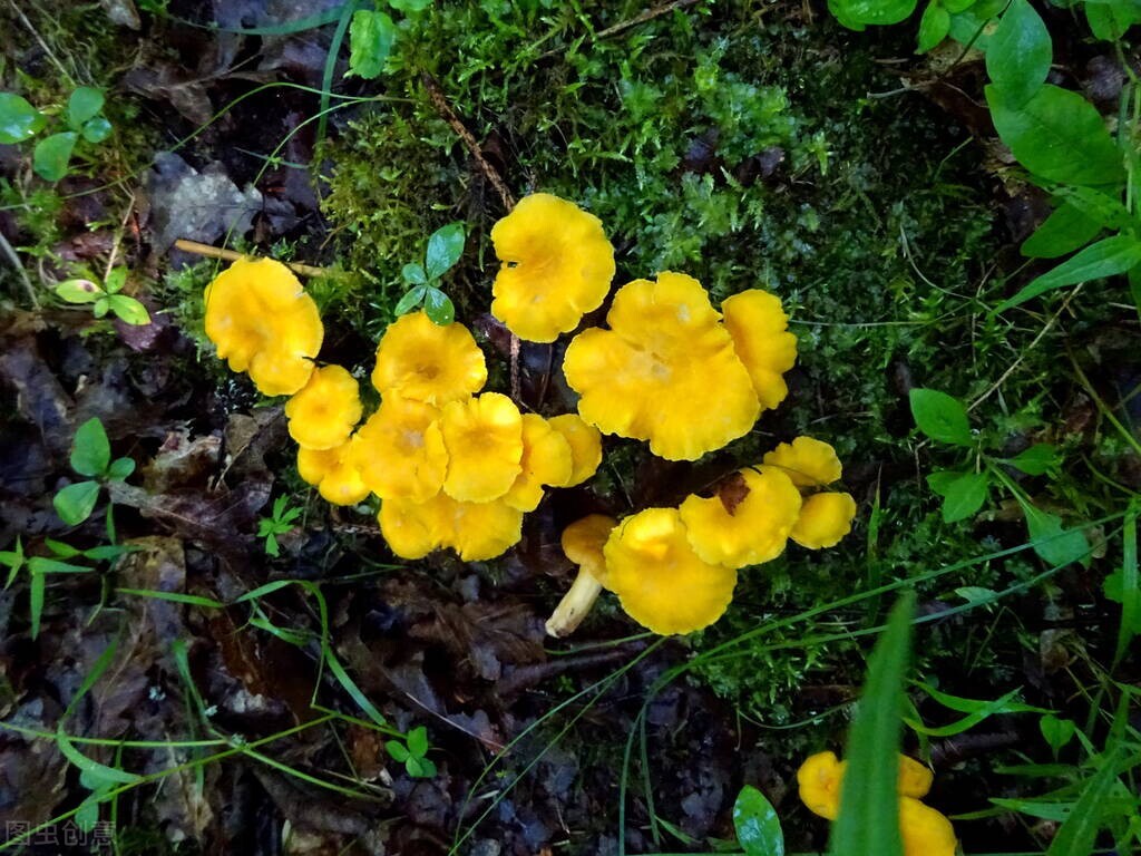 云南鸡油菌品种,云南野生鸡油菌产地直发