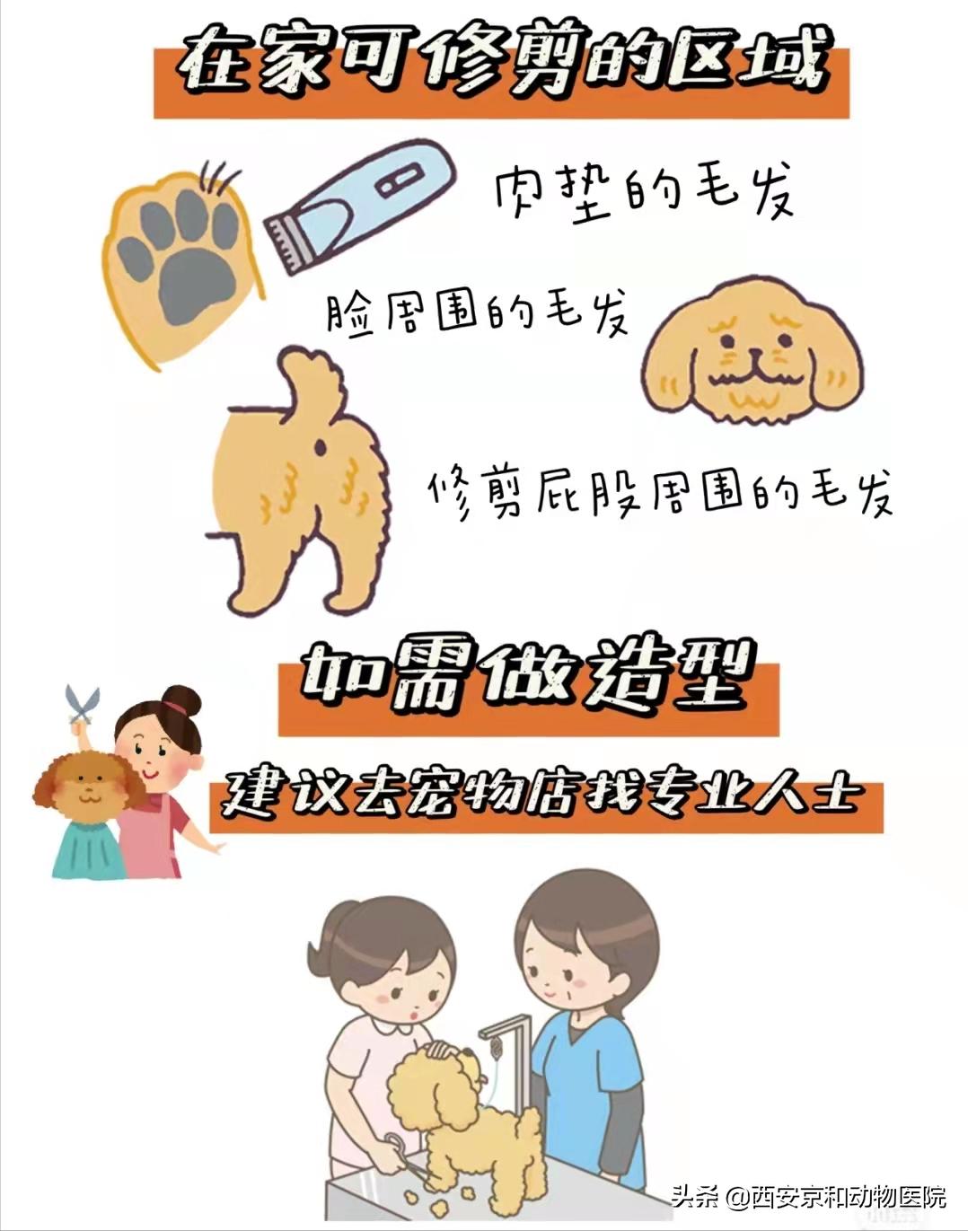 超全狗狗洗澡流程！直接抄作业照着做