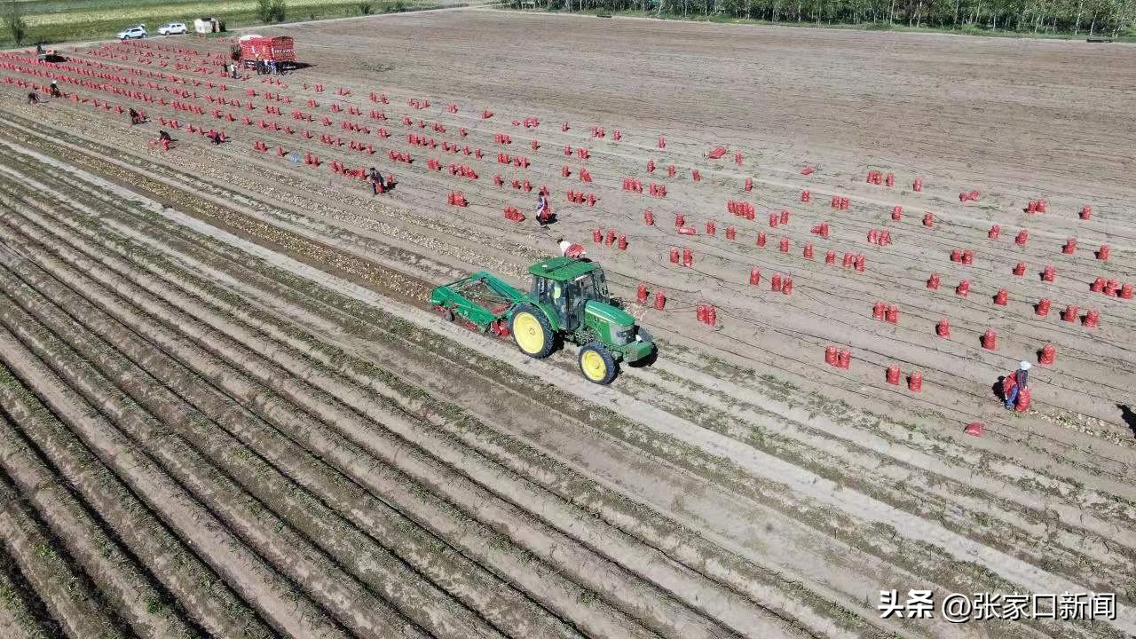 张家口沽源马铃薯基地,张家口沽源县马铃薯种植