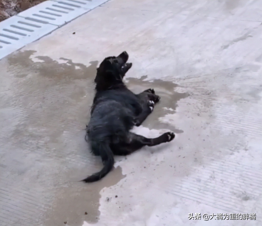 狗被偷狗贼偷了吃了,狗被狗贼偷了