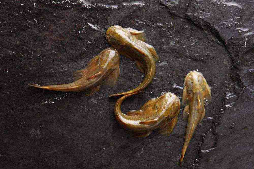 正在消失的河鲜图片,正在消失的河鲜排名