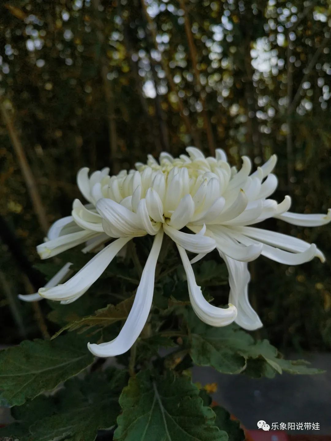 时间都去哪儿了小品完整版,时间都去哪儿了感悟