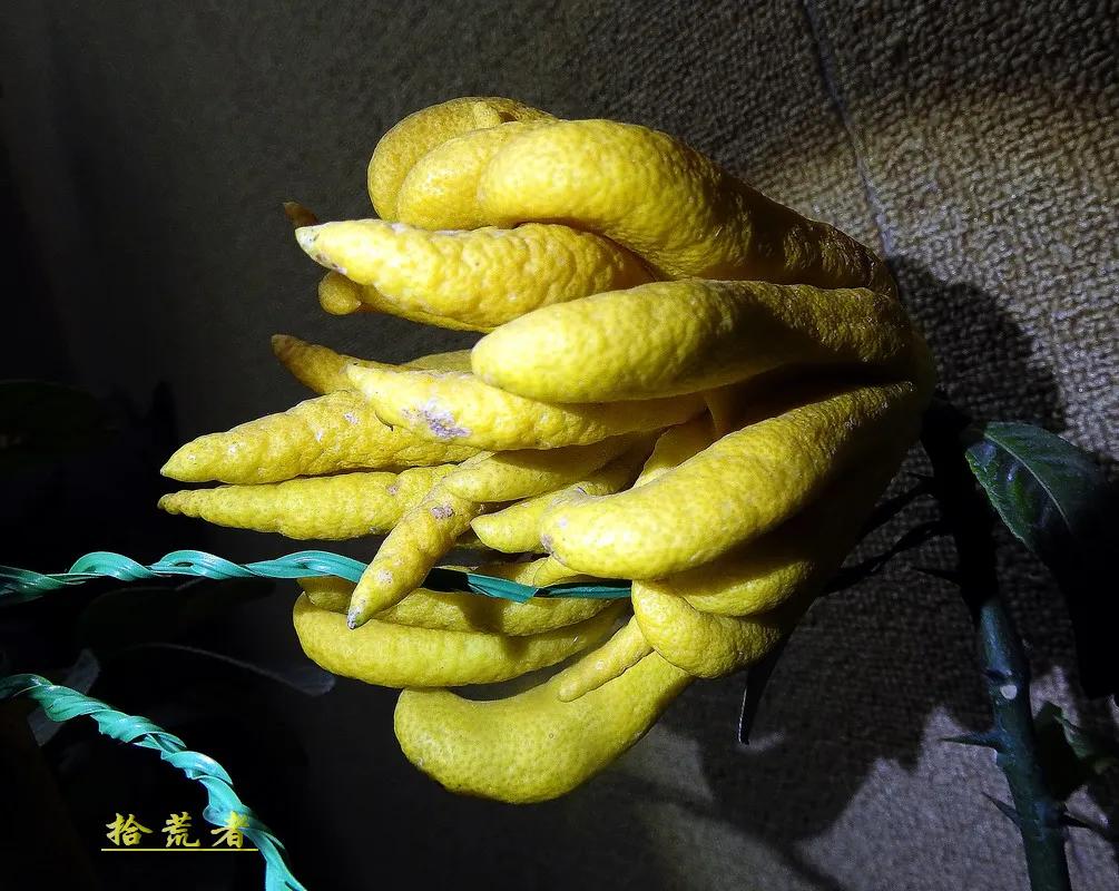 世界各国最漂亮的佛手植物图片,佛手是观花植物吗图片