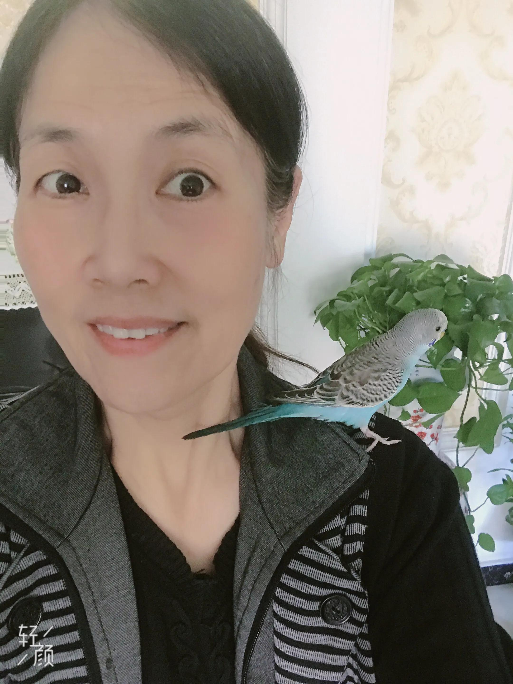 通人性的鹦鹉,通灵性的宠物鸟