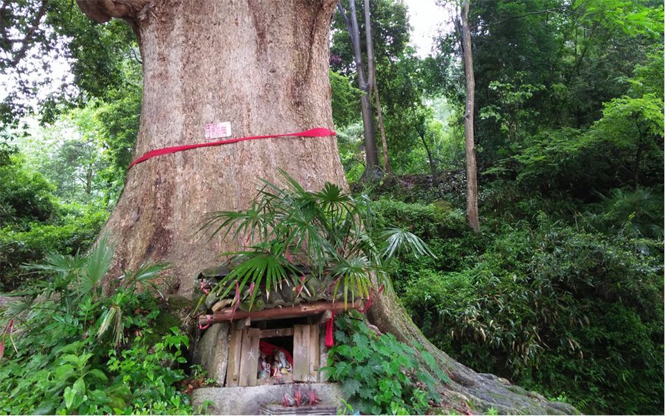 种植金丝楠木为什么这么贵,金丝楠木价值上亿树苗10年无人种