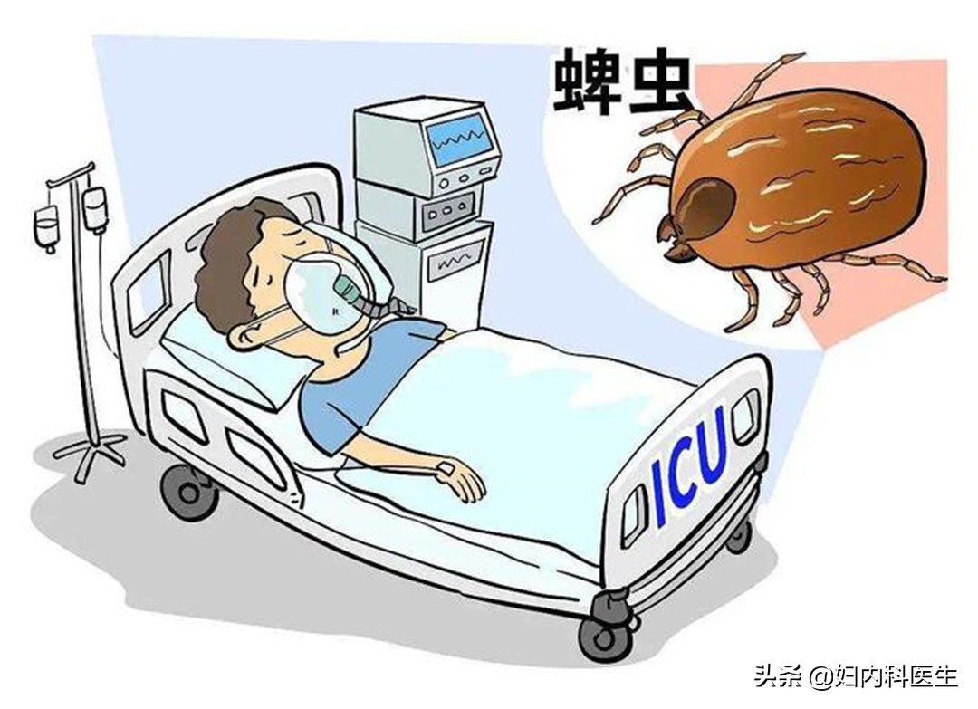 河南频繁有人因蜱虫病去世，蜱虫病到底是何病？为何致人于死地