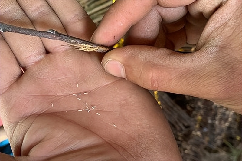 养殖金蝉10亩能挣多少钱,养殖金蝉真实利润