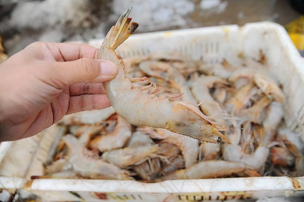 买大虾用什么好,买虾要牢记这几点