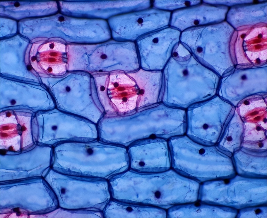 有些女性下身无毛是怎么回事?这4个原因,为了健康,最好了解