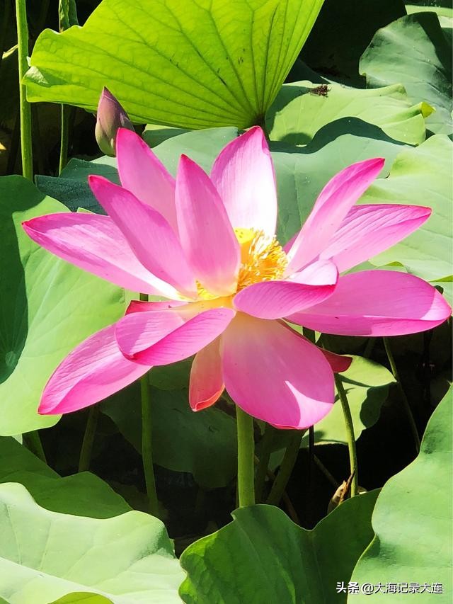 前关湿地公园赏荷花,前关湿地公园荷花