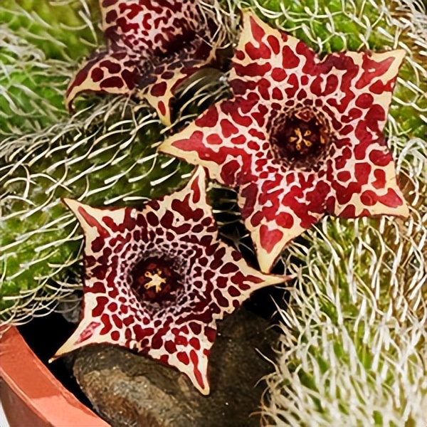 102个大类近500个多肉植物图片，都极其美丽，建议在家中也养一盆