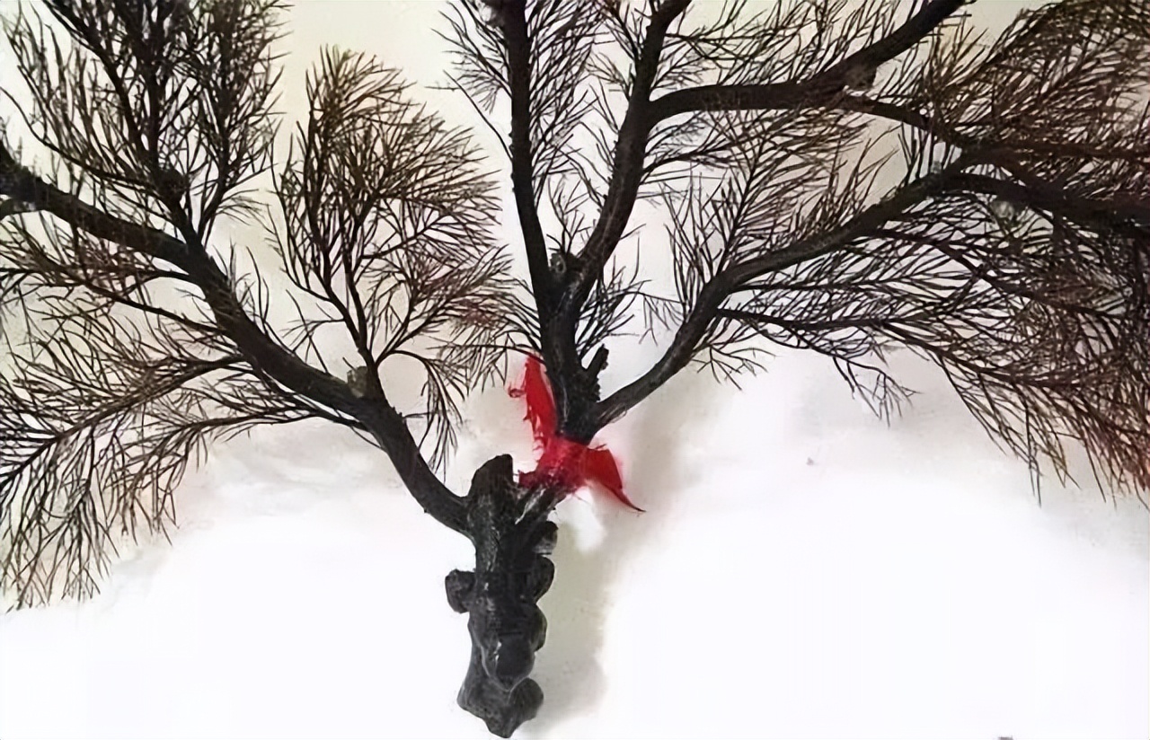 海柳算珠宝吗,海柳是宝石吗图片