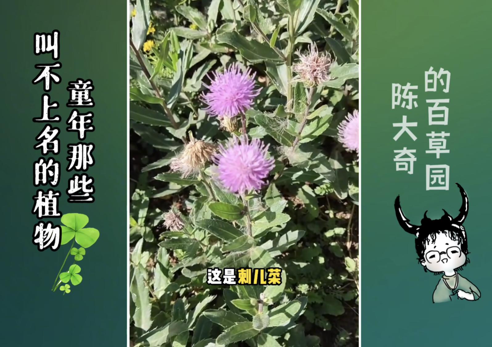 甘蔗变红是什么毒,甘蔗变红有毒图片