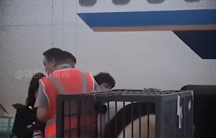 熊猫母子分开后再次相见,熊猫至死不渝的爱情