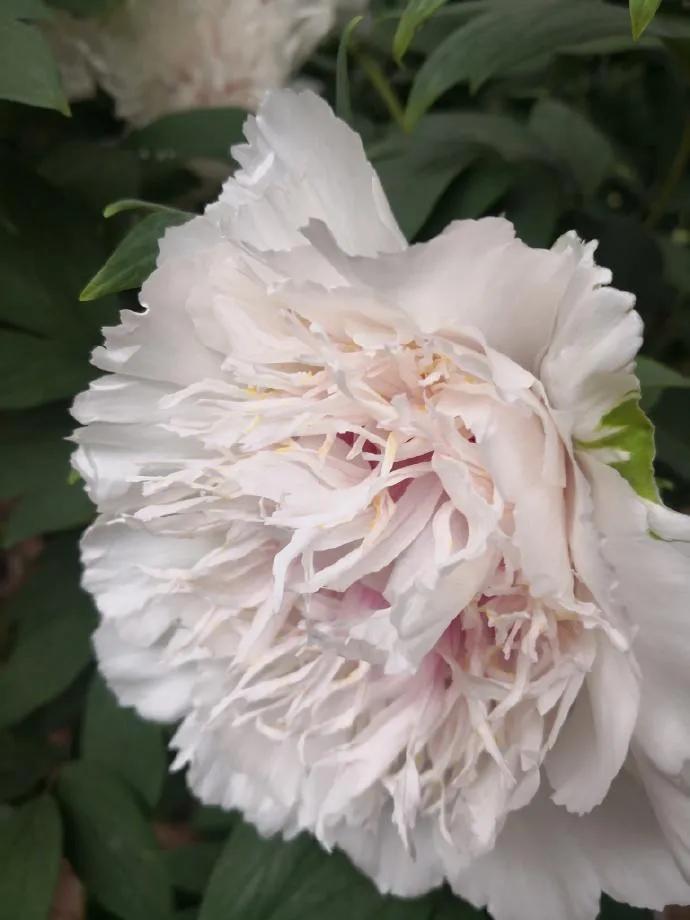 银丝贯顶牡丹只有一棵吗,珍贵牡丹花银丝贯顶