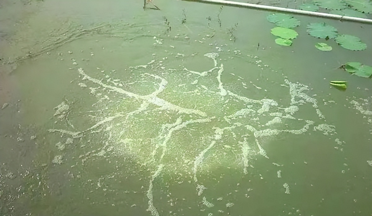 pH值过低危害,ph太低的危害