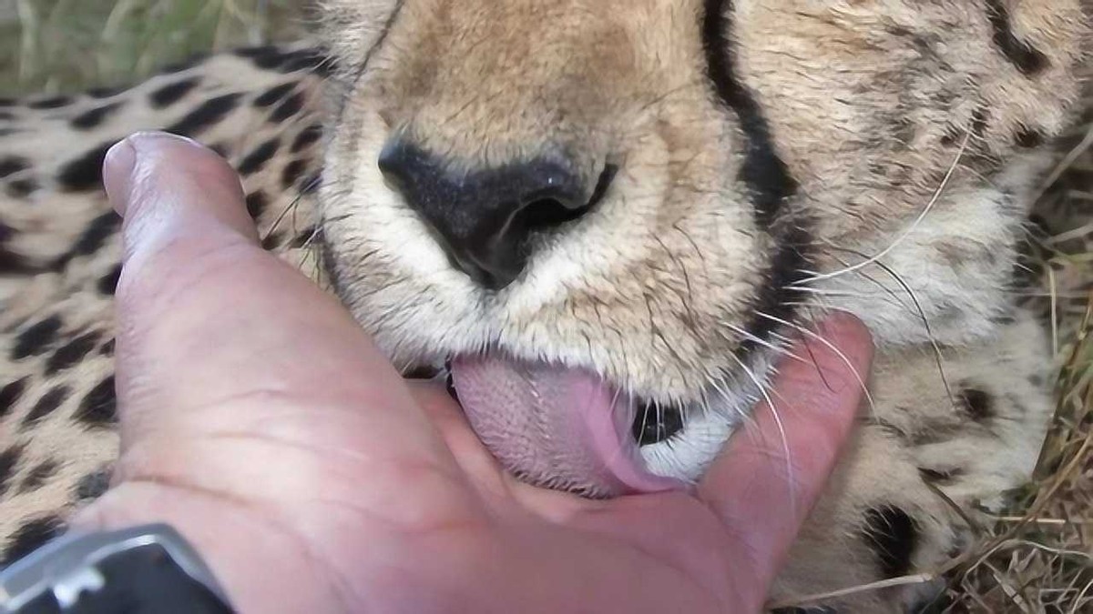 为何母猫在交配后，要转头攻击雄性？老虎舌头的倒刺又有什么用？