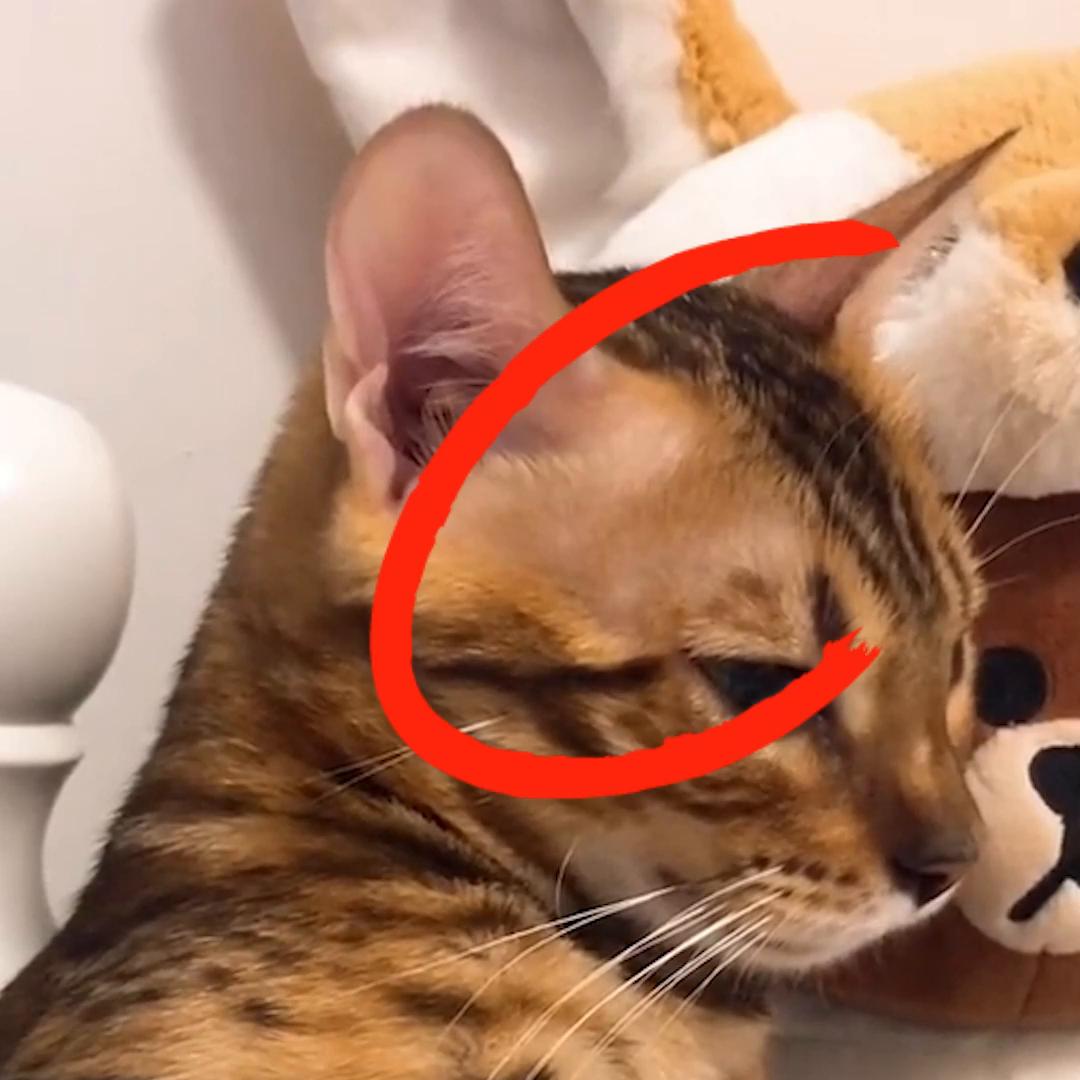 您家小公猫的眉毛现在开始变秃了吗？#新手养宠