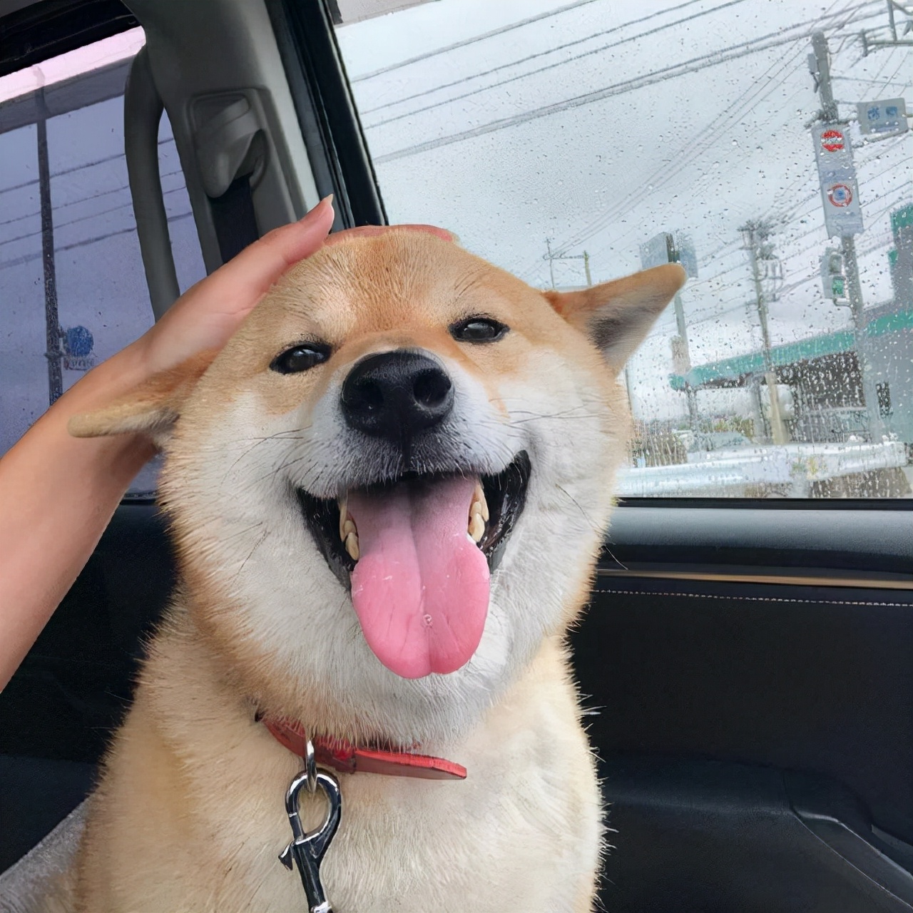 新手必看纯种柴犬到底怎么辨别,教你如何辨别纯种柴犬和串串