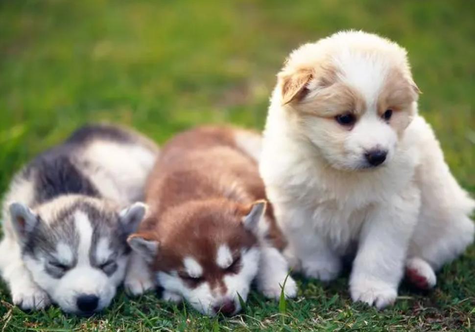 狗狗都有哪些常见的品种,狗狗品种大全常见的9大犬种