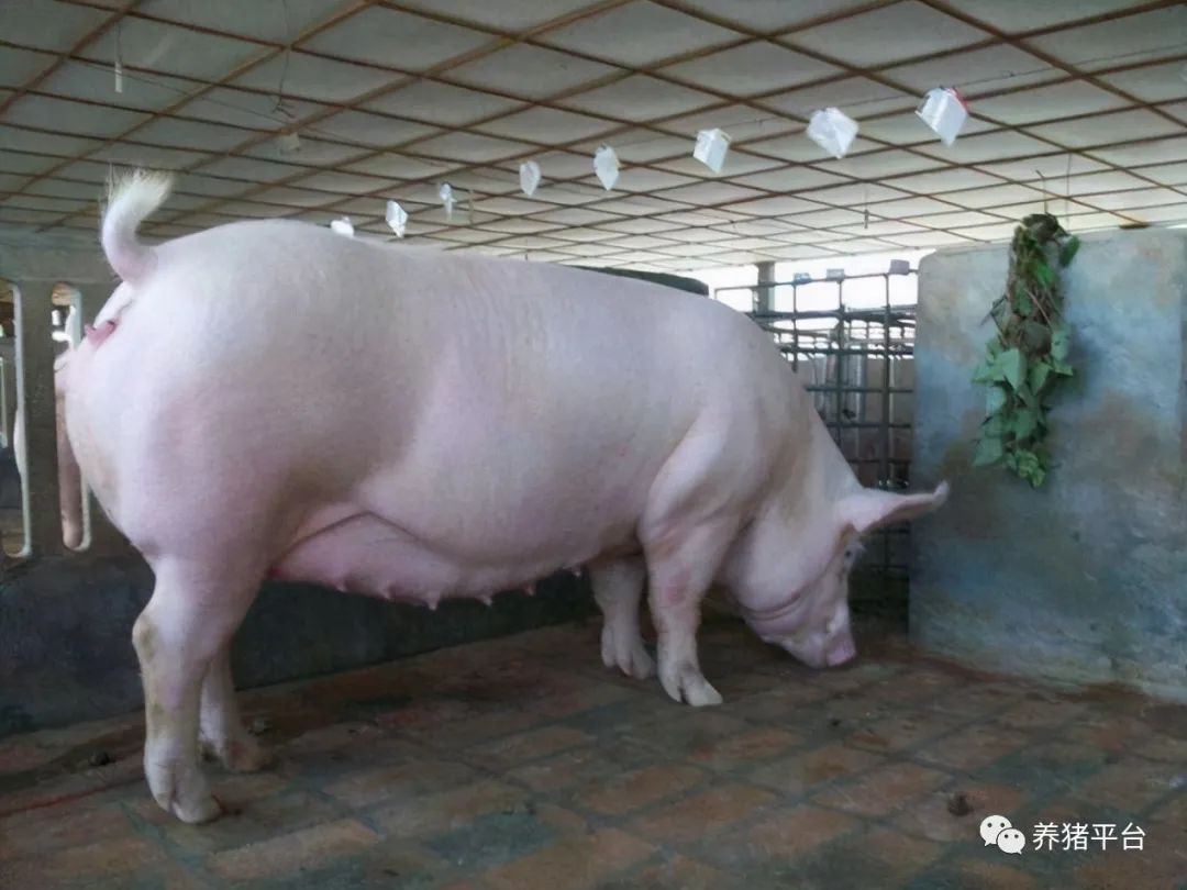 母猪产仔三天后又产死胎怎么处理,母猪产小猪时间长造成死亡怎么办