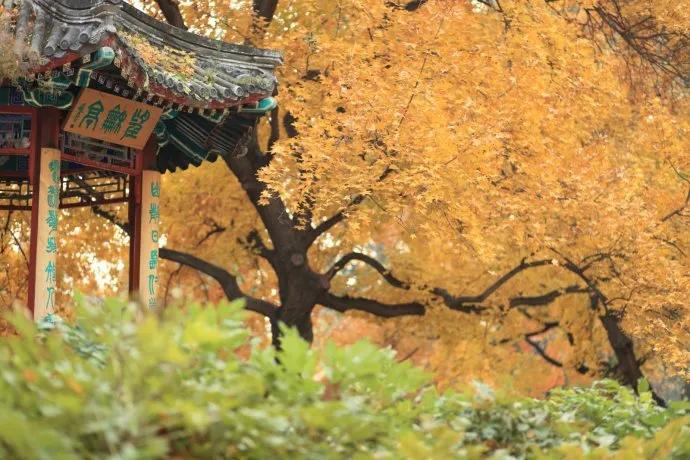 我与地坛心灵感悟,我与地坛引起情感共鸣