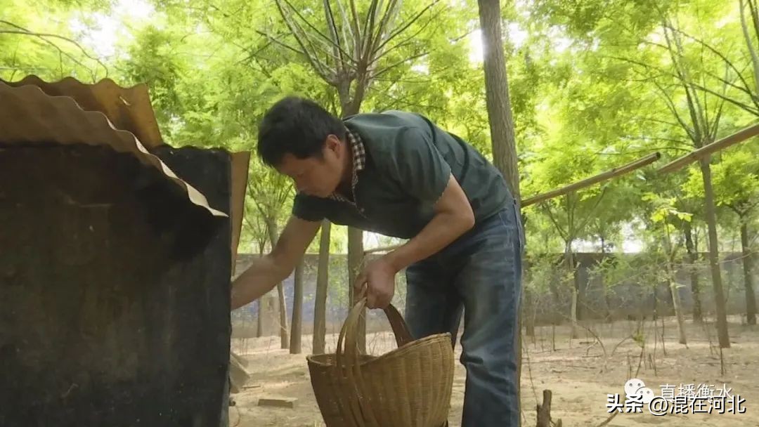 衡水市武邑县贾史庄,武邑贾史庄