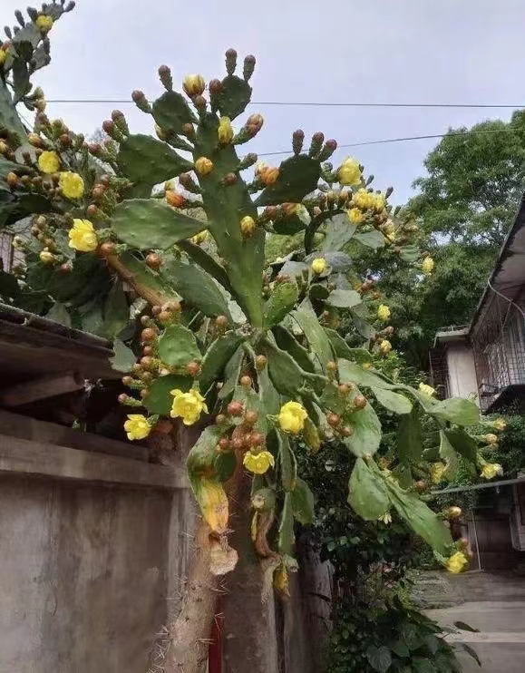 仙人掌养了20多年,最丰产的仙人掌