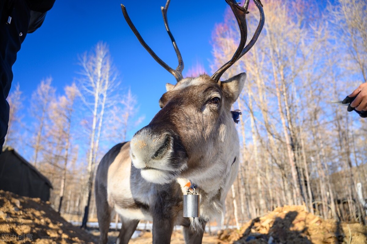纯正大兴安岭野生榛子,野生榛子大兴安岭