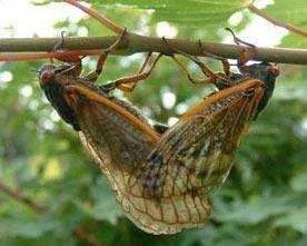 昆虫奇葩交配繁衍，结成爱心的蜻蜓，终身产卵的苍蝇，蝉爱过就死