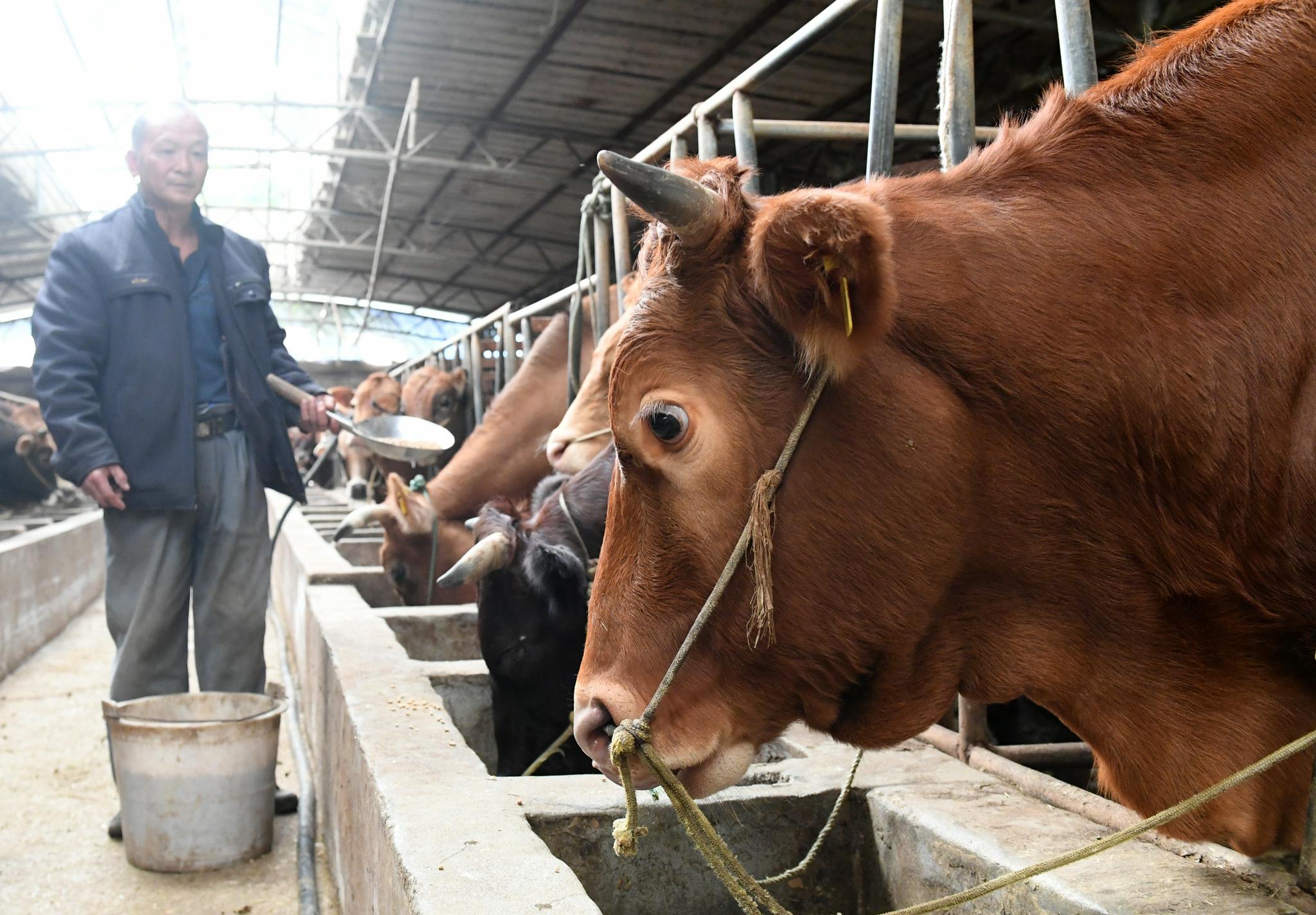 养牛跌入低谷,2022年养牛会不会跌到低谷