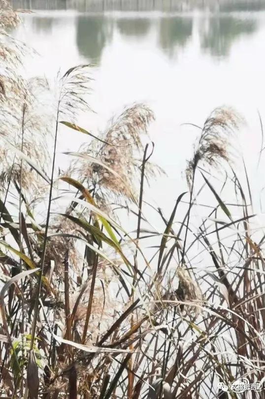 原来，在社交平台中，肥西的真实风景是这样的