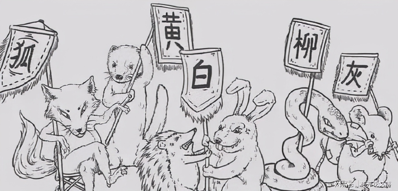 枪打黄鼠狼泡药酒，四川一男子被判刑！黄鼠狼为什么受保护？