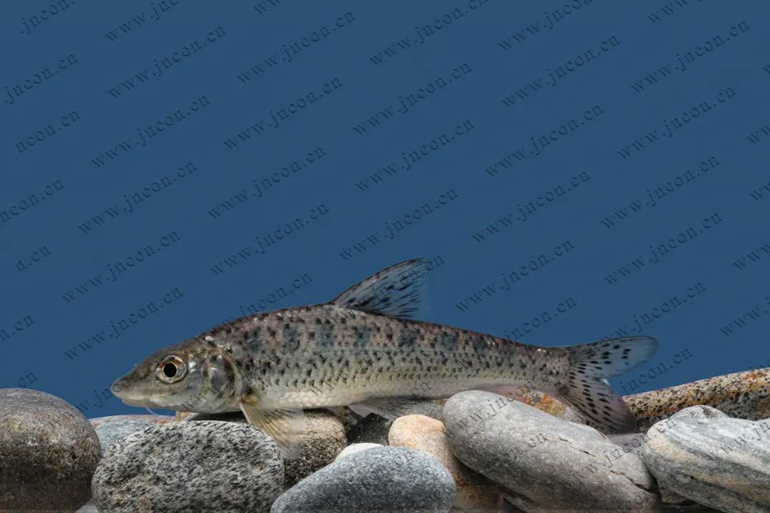 黑龙江三花五罗十八子图片,黑龙江名鱼三花五罗