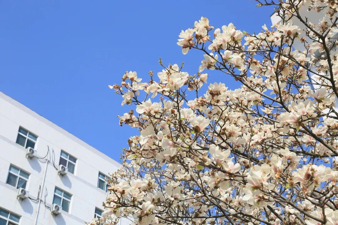 【美哉第一山】携一缕春风，把校园美景与你分享