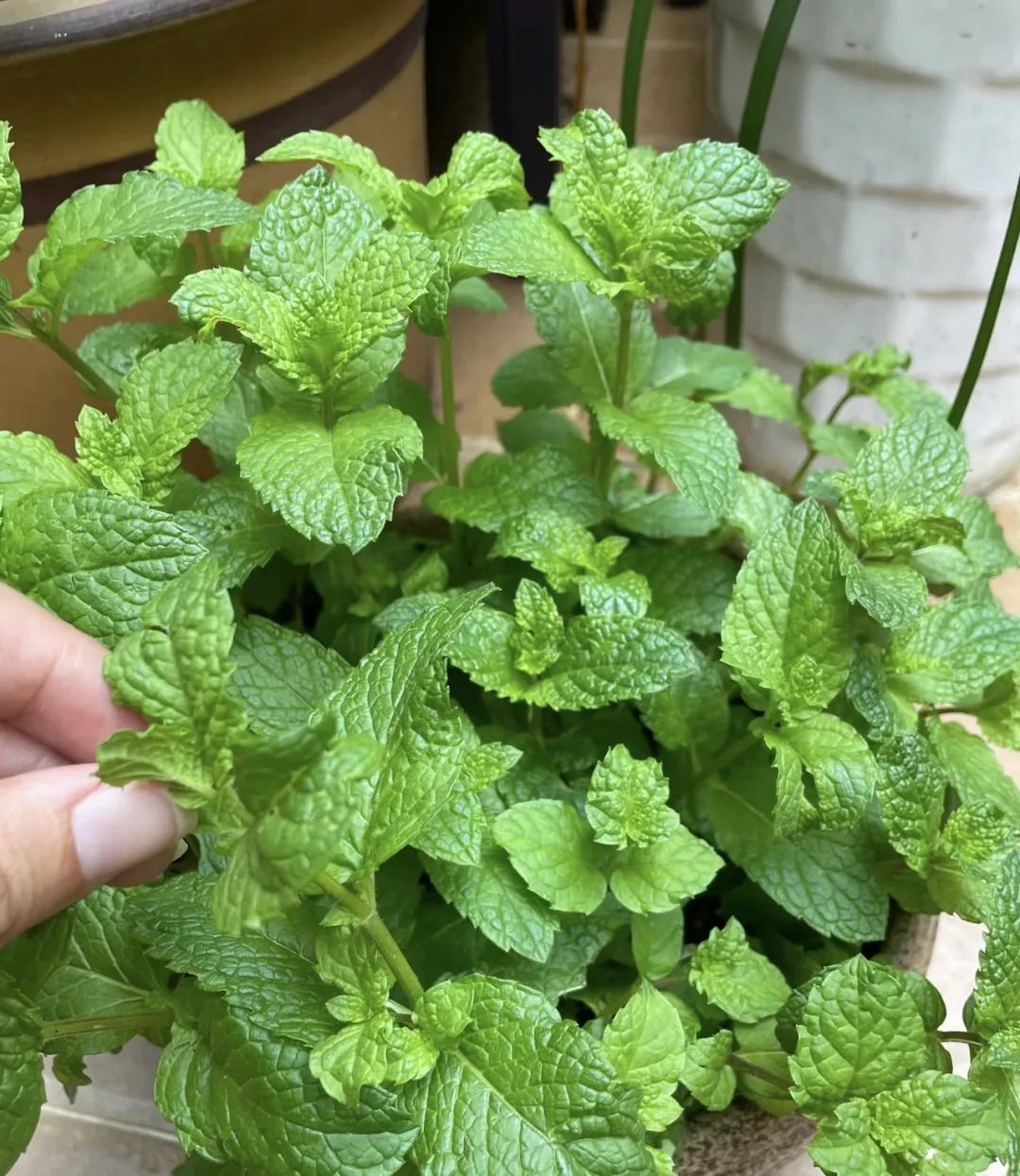 养花就养这几种高端大气上档次,养花养得又好又快的秘诀