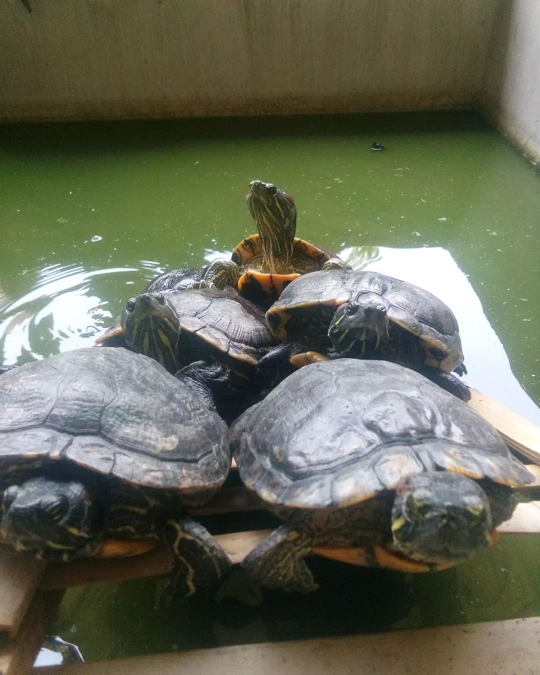 巴西龟保养食谱大全,秋末巴西龟吃什么