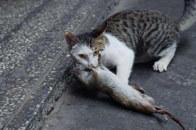灭鼠英雄表现出黄鼠狼的特点,专家讲解黄鼠狼和猫哪个厉害