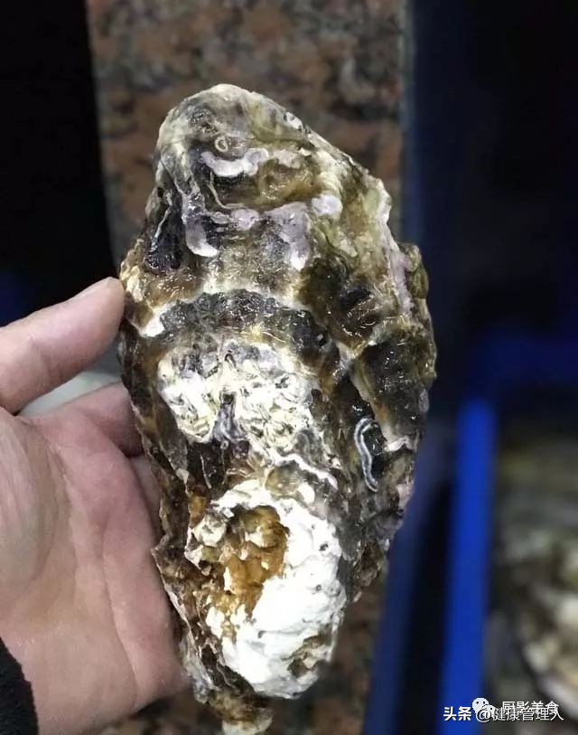 世界顶级海鲜食材,世界顶级的海鲜视频